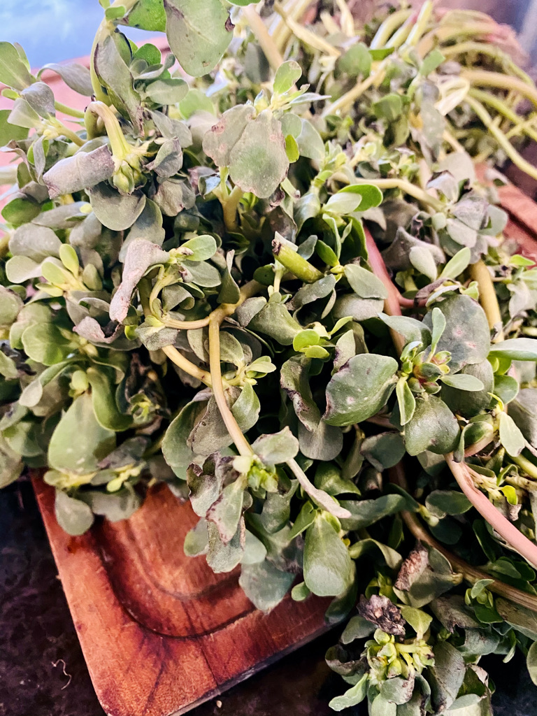 Purslane with reddish stems