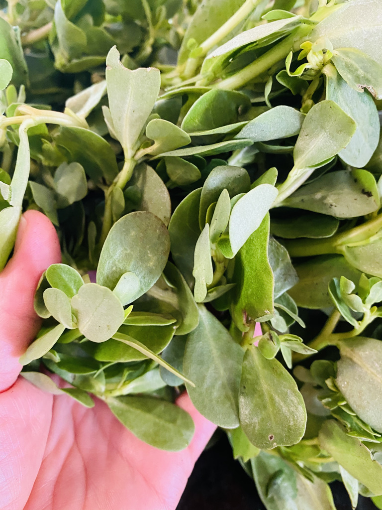 Close up Purslane with hand