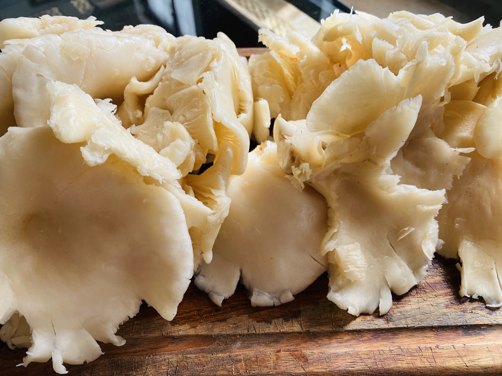 Oyster mushrooms
