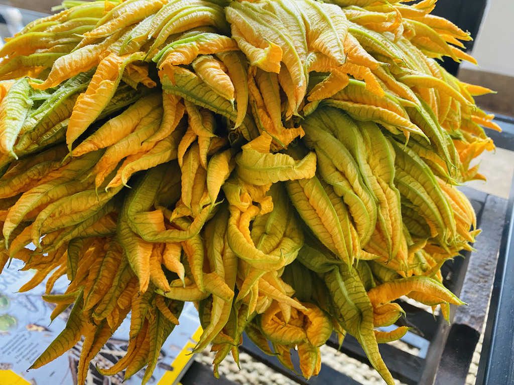 Bunch of squash blossoms