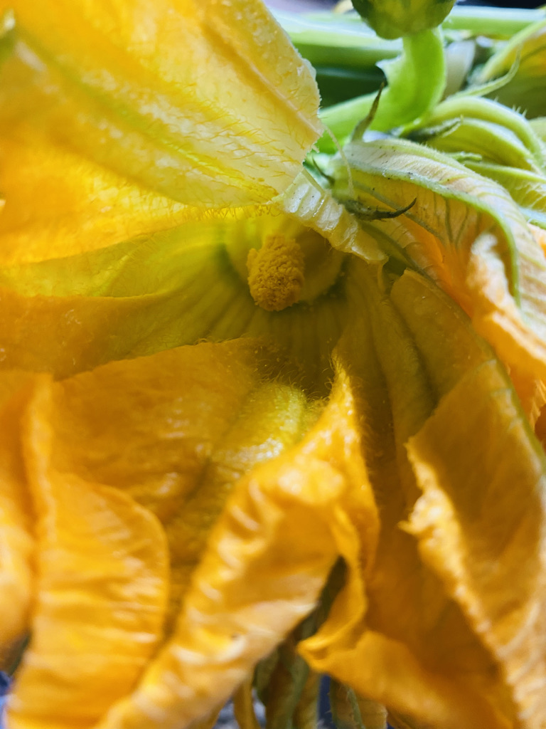 Male squash blossom