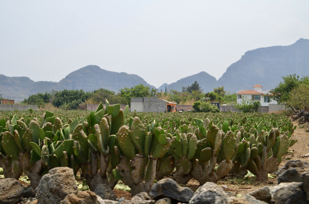 Nopal field in Tlayacapan