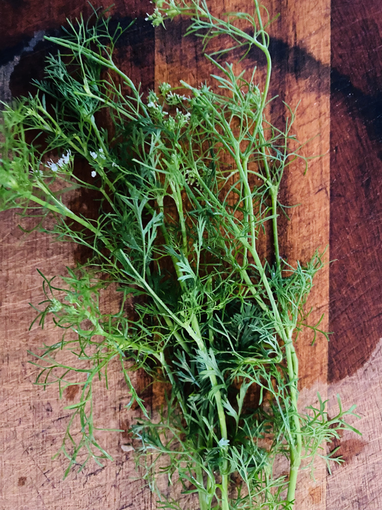 Fresh cilantro stalks