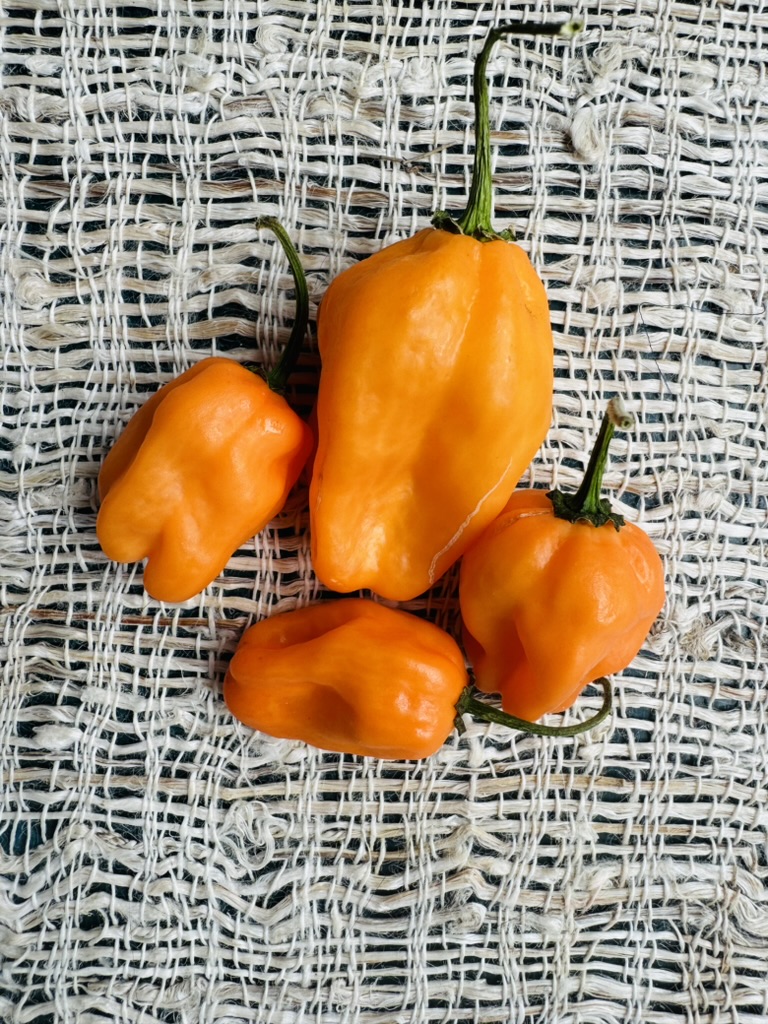 4 orange habanero peppers on a brown tablecloth
