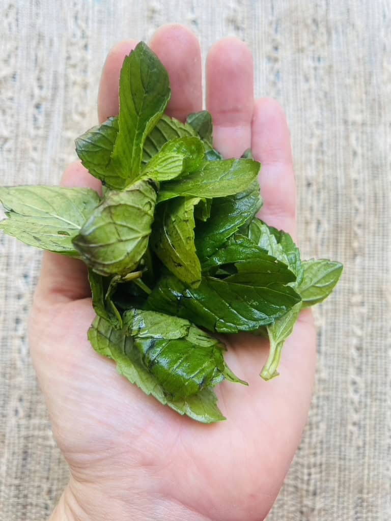 Spearmint leaves in palm of hand